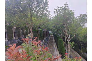 龙居山陵园之美